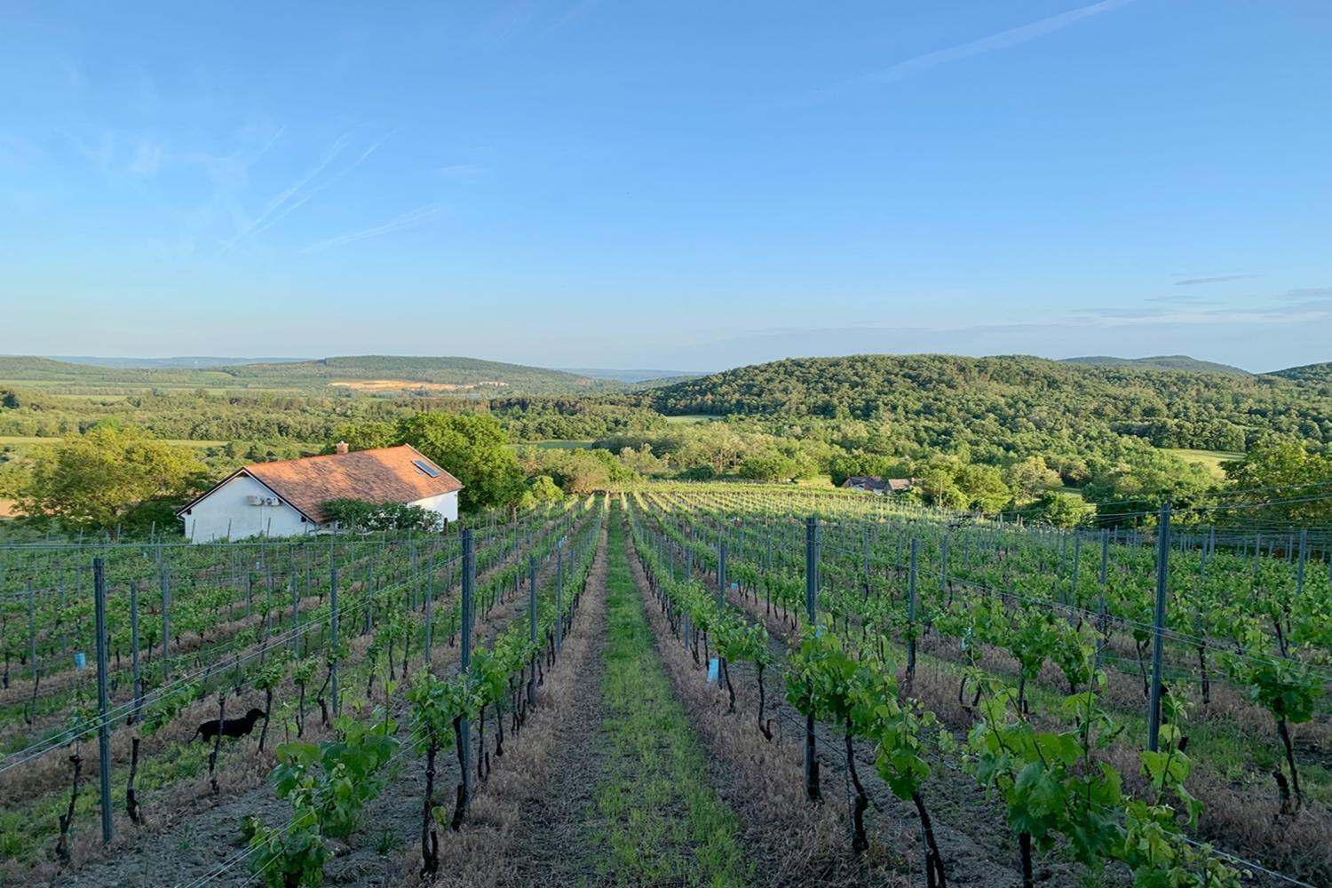 Willa Kali Panorama Birtok Mindszentkálla Zewnętrze zdjęcie